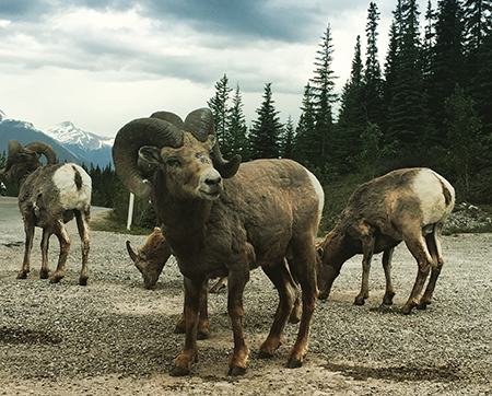 Alberta Mountain Goat